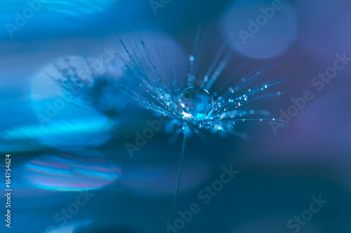 Water drops on a dandelion . Macro of a dandelion on a blue background.