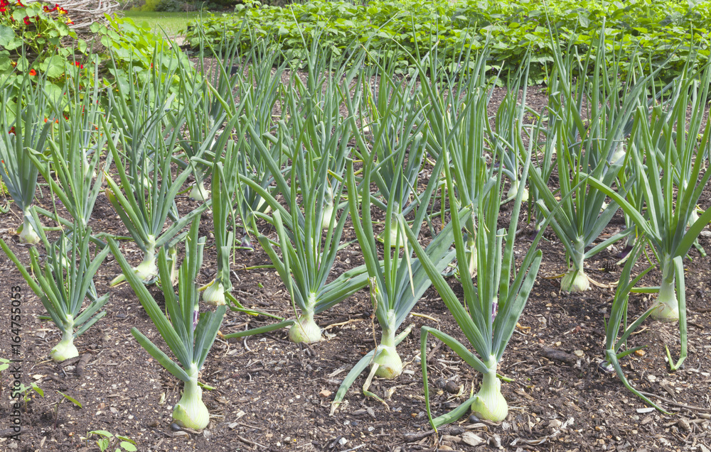 Obraz premium Rows of big onions growing in a vegetable garden .