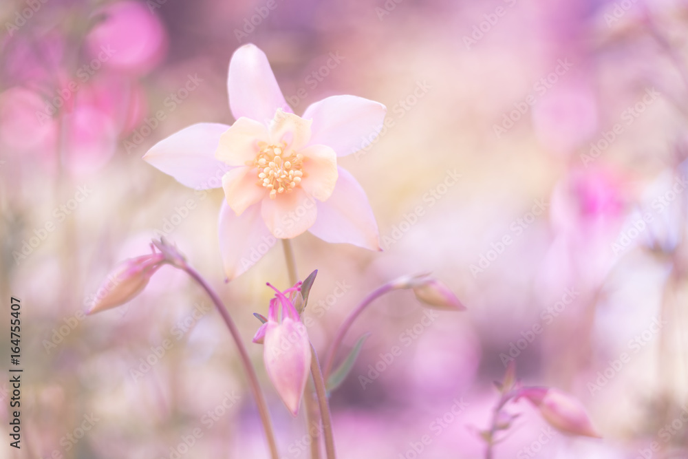 Delicate aquilegia on a pink background. Soft gentle image. Delicate aquilegia on a pink background. Soft gentle image.
