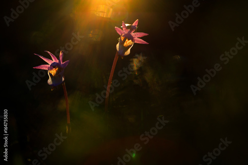 Fotografie Calypso bulbosa, beautiful pink orchid, Finland