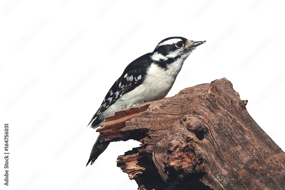 Downy Woodpecker (Picoides pubescens) Downy Woodpecker (Picoides pubescens)