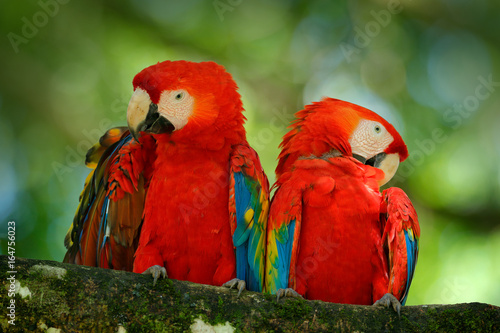 Pair of big parrot Scarlet Macaw, Ara macao, two birds sitting on branch, Brazil. Wildlife love scene from tropic forest nature. Two beautiful parrot on tree branch in nature habitat. Green habitat. © ondrejprosicky