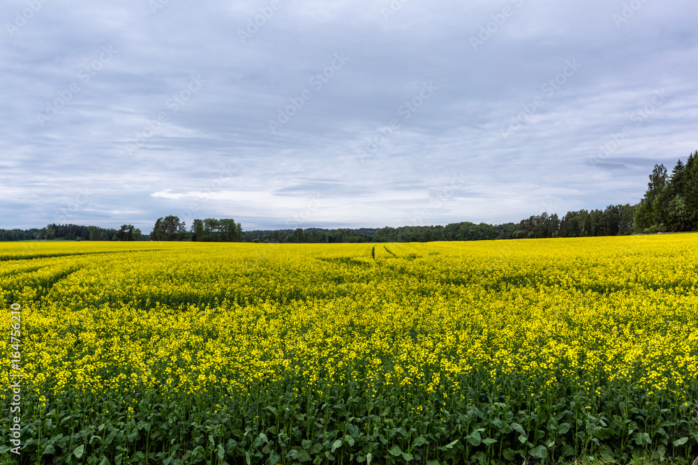 Flowering rapeseed field in Finland, cloudy day Flowering rapeseed field in Finland, cloudy day