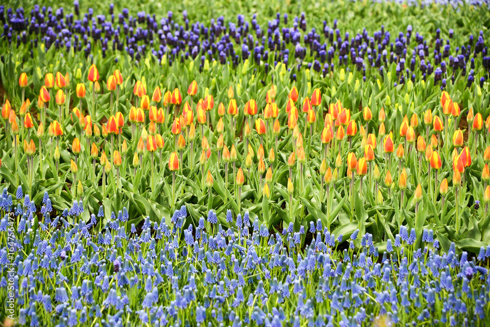 Flower garden Flower garden