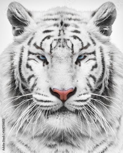 Mighty tiger