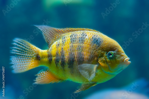 Beautiful tropical fish Cichlasoma bocourti photo