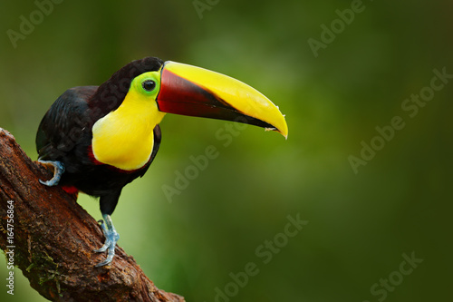 Toucan in the nature.