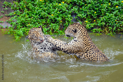 Jaguars have fun in pond.