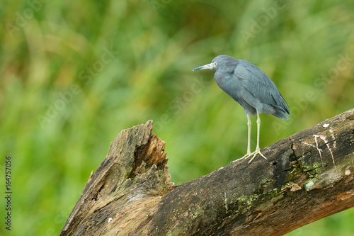 Heron sitting on the branch. Little Blue Heron  Egretta caerulea  in the waqter  eaqrly morning with  sun  dark blue sea  Rio Baru  Costa Rica. Heron with dark green forest at the background.