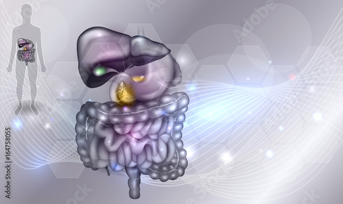 Gastrointestinal tract, liver, stomach and other surrounding organs, detailed colorful drawing