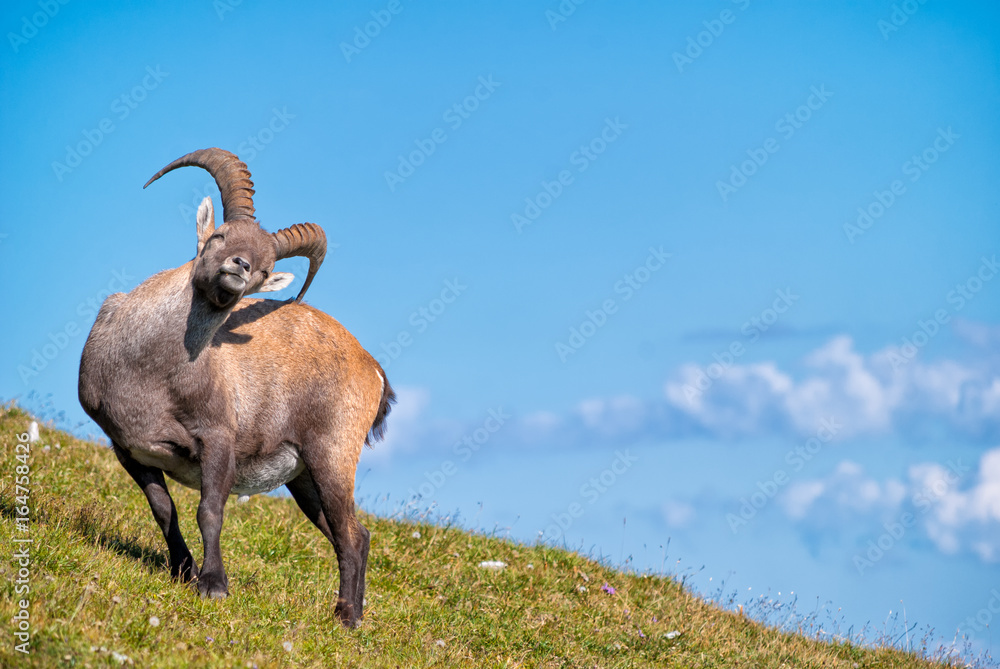 Alpensteinbock kratzt sich