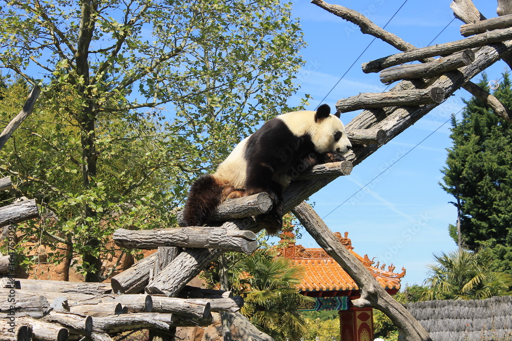 Fototapeta premium Panda