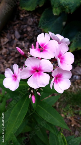 Pink Phlox flowers