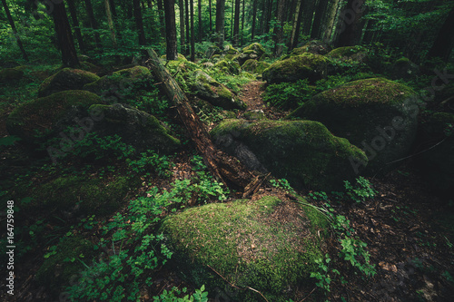 Dunkle mystische Wald Stimmung im Harz