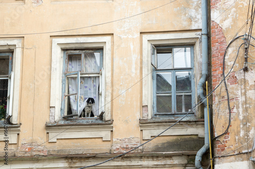 dog waiting on window © Omaly Darcia