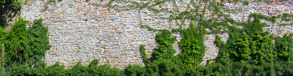 old wall overgrown with ivy - obrazy, fototapety, plakaty 