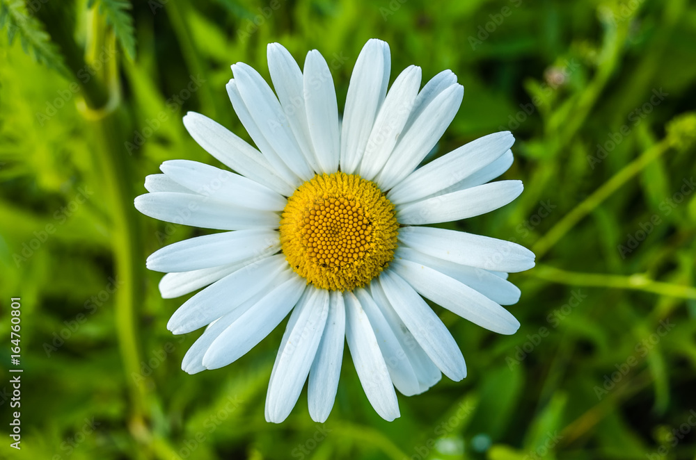 Obraz premium Flowering daisy field