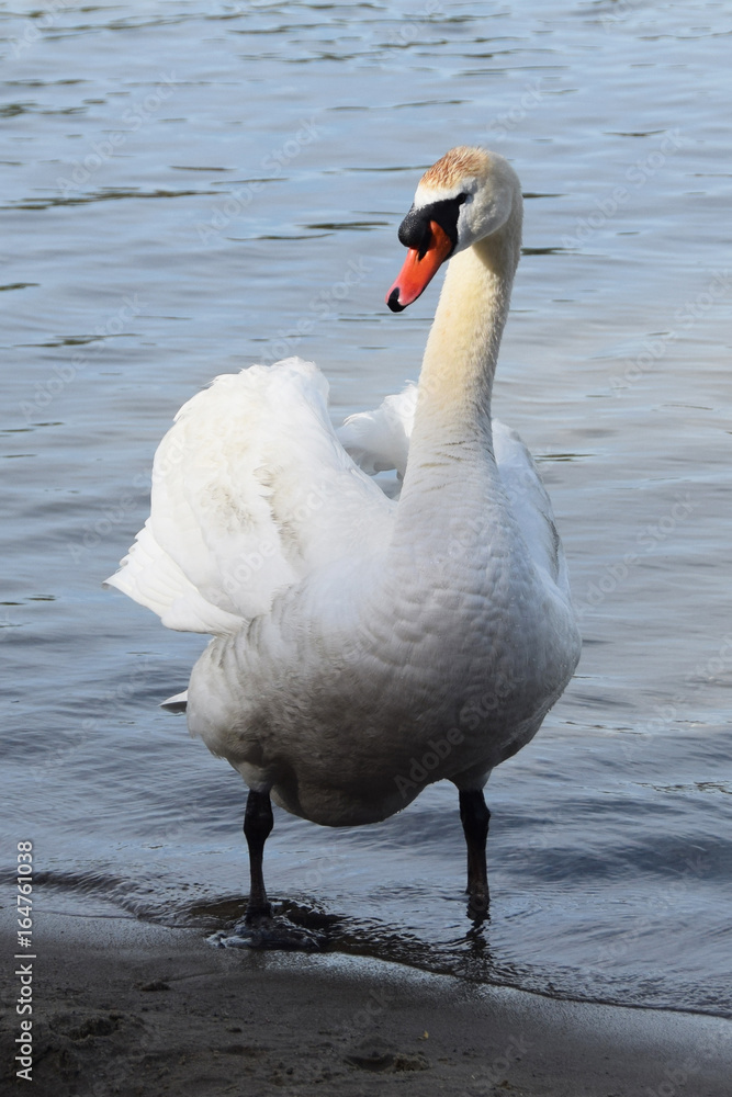 Obraz premium Lonely white swan on a clean lake