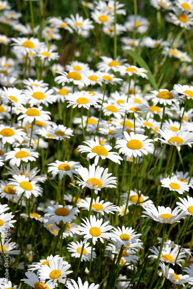 Lot of beautiful wild field chamomile flowers with white petals on meadow in summer day closeup Lot of beautiful wild field chamomile flowers with white petals on meadow in summer day closeup