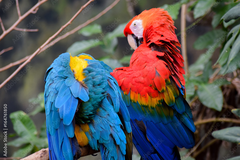 Parrots in Color