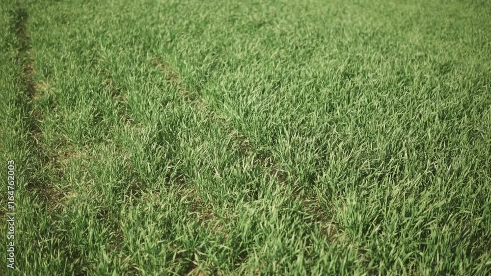 Camera slide over field full of small green wheat during early spring time Camera slide over field full of small green wheat during early spring time