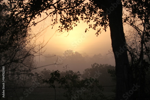 Misty Morning, Spring Texas