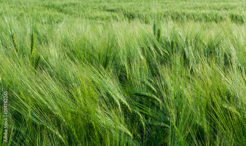 Close-up of green barley field in the wind. Hordeum vulgare. Wavy cornfield with lush cereal spikes and thick awns. Beautiful spring background. Idea of agriculture, farming, alternative medicine.