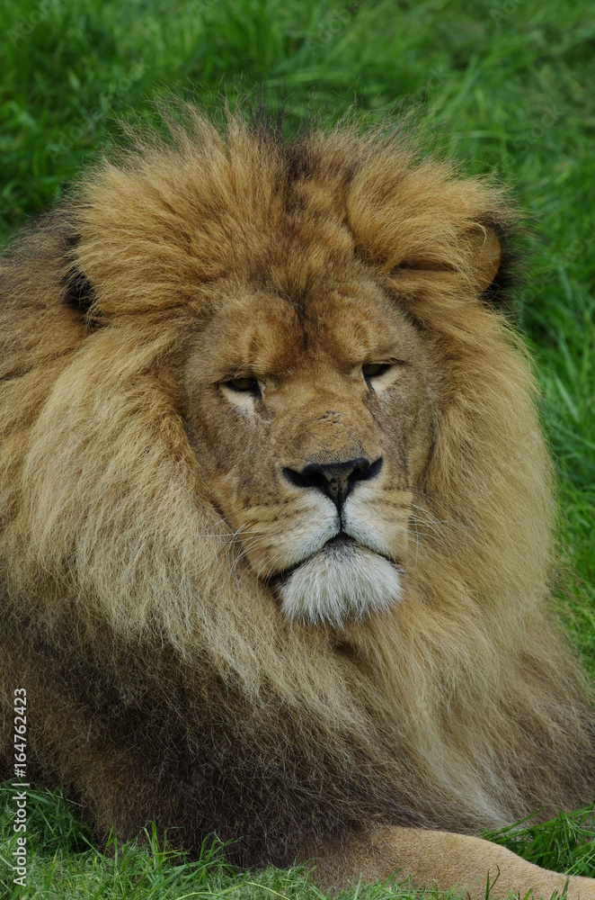 Fototapeta premium Portrait de Lion