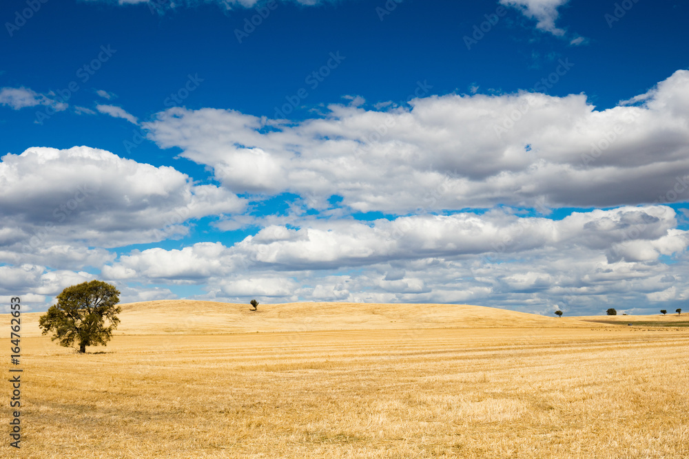 Wheat Fields in Moolort Plains