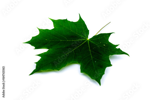 Ahornblatt Ahorn grün isoliert freigestellt auf weißen Hintergrund, Freisteller
