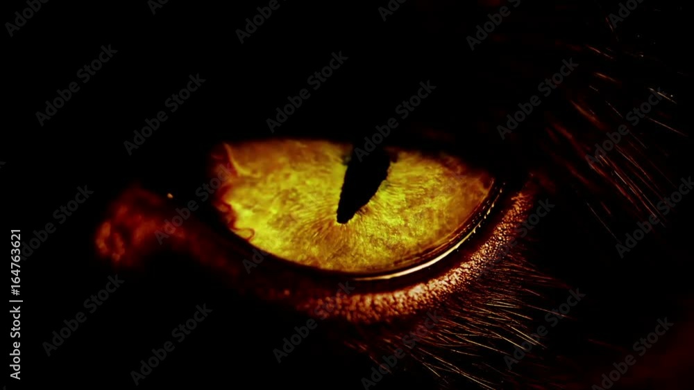Cinematic macro shot of a black cat's yellow eyes
