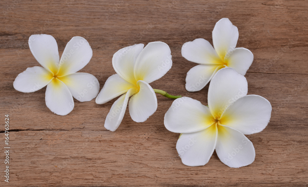 White plumeria flower on Wood
