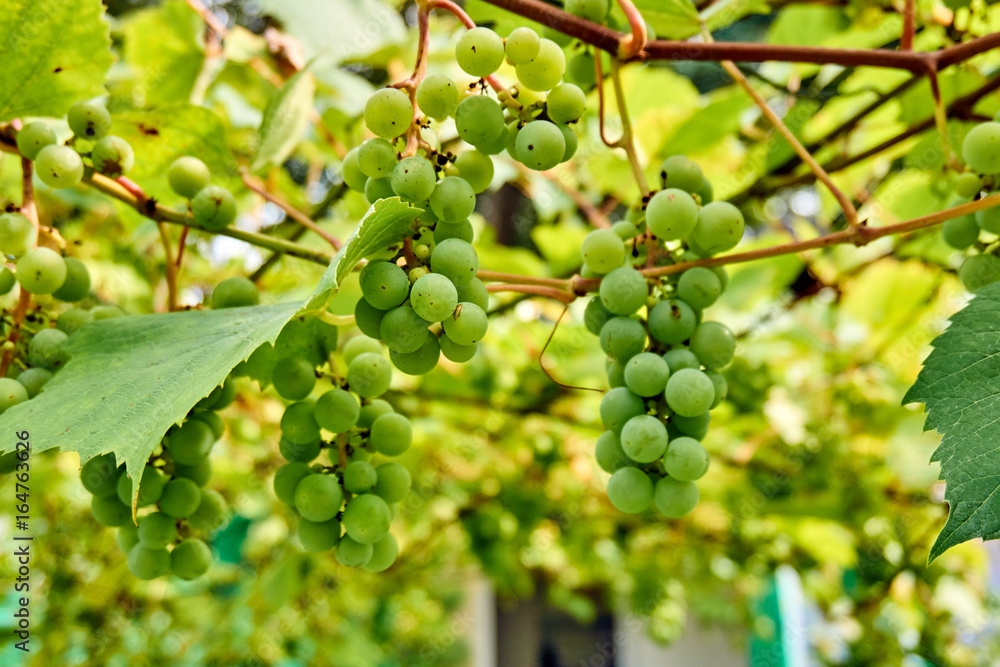 bunch of white grapes in garden. ripening grape clusters on the vine bunch of white grapes in garden. ripening grape clusters on the vine