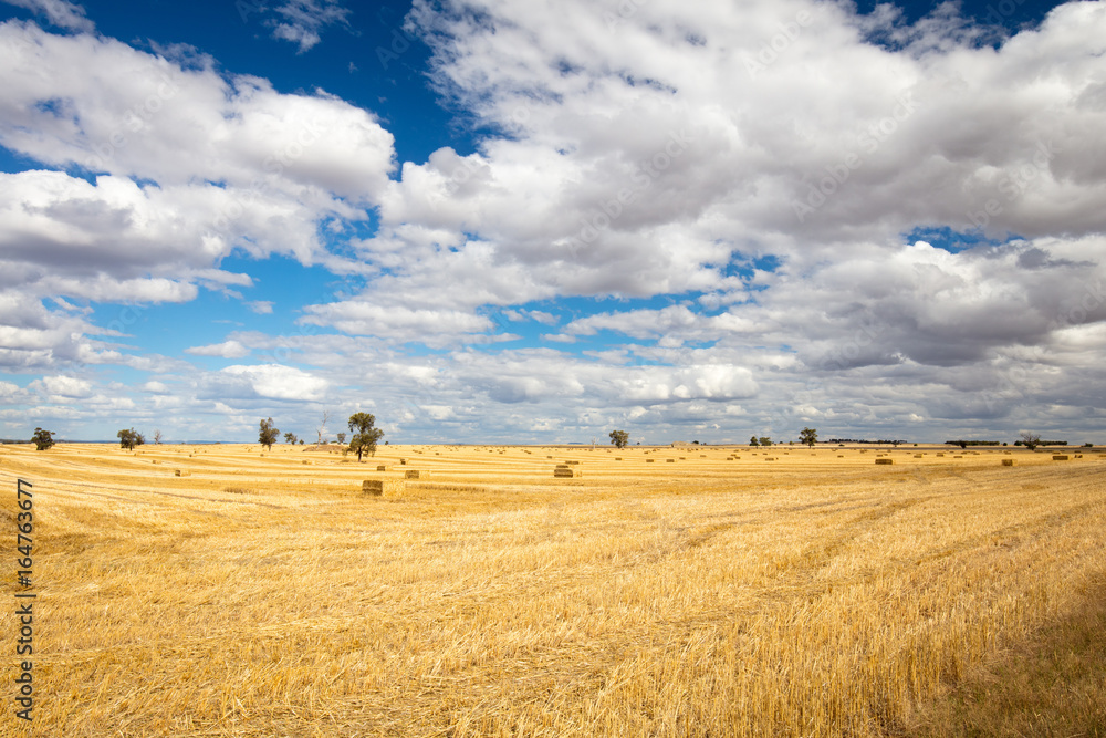 Wheat Fields in Moolort Plains