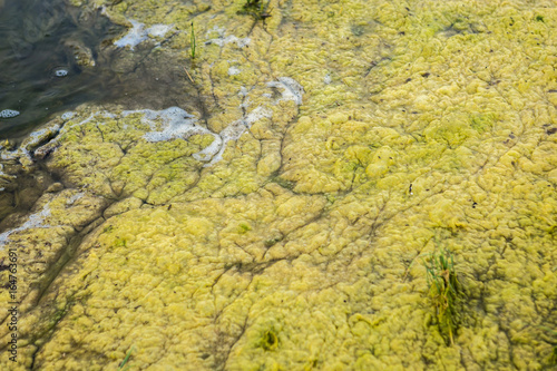 Amazing texture of algae
