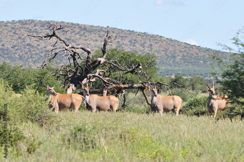 The herd of antelope Eland in the Bush, Namibia The herd of antelope Eland in the Bush, Namibia