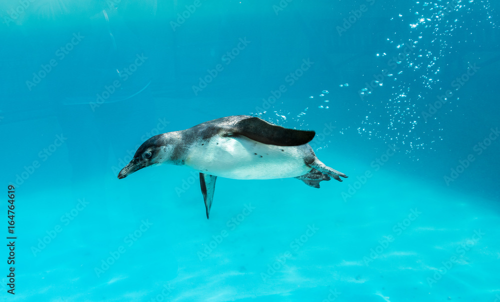 Fototapeta premium Humboldt Penguin