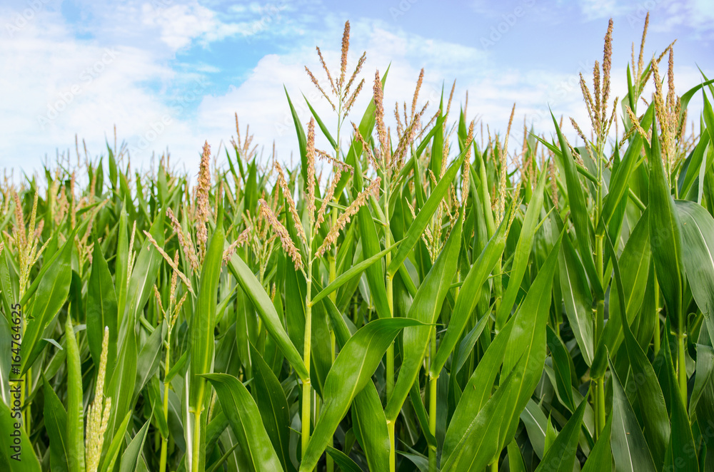 Obraz premium Maisfeld Cornfield Sommer Mais