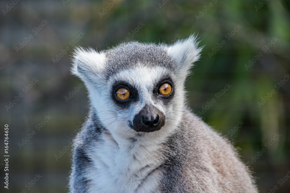 Obraz premium Ring Tailed Lemur