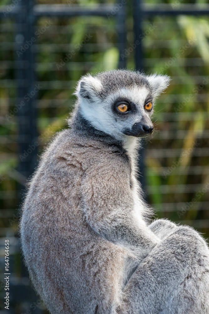 Obraz premium Ring Tailed Lemur