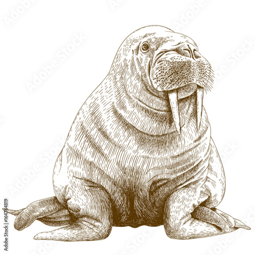 engraving illustration of walrus