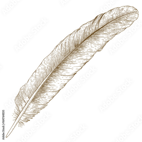 engraving  illustration of feather
