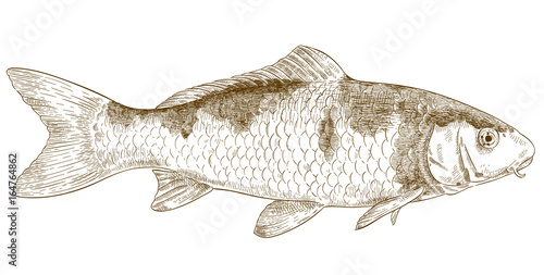 engraving illustration of koi fish