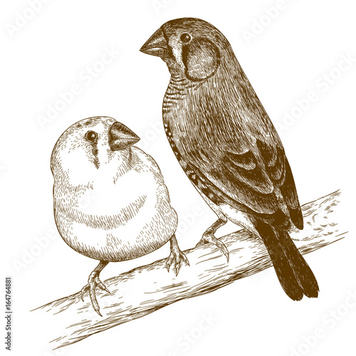 engraving  illustration of two japanese finches photo