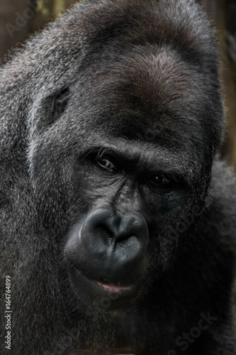 Portrait gorille © Vincent