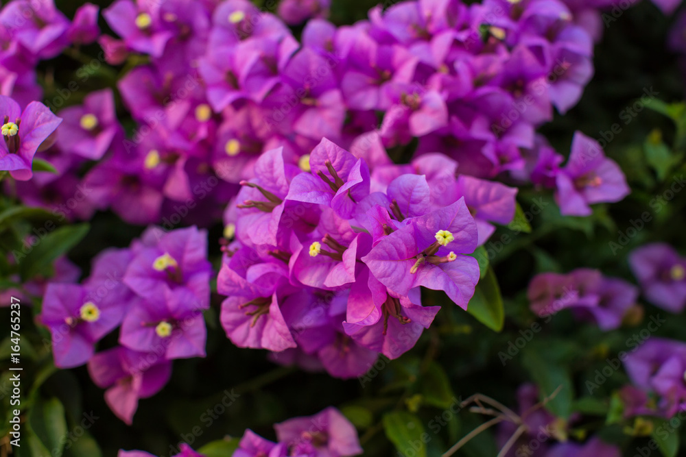 Flowering bougainvillea branches