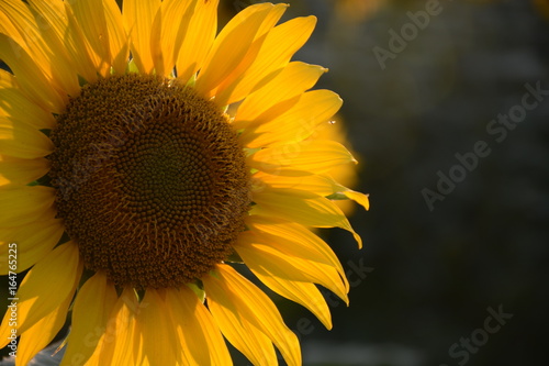 Sunflower closeup