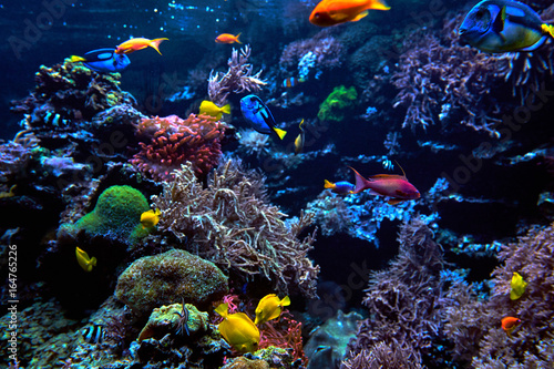 Fototapeta Naklejka Na Ścianę i Meble -  Wonderful and beautiful underwater world with corals and fish