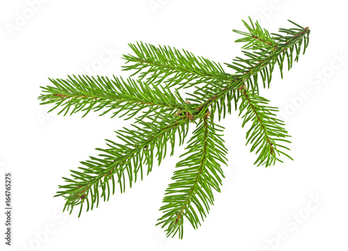 Closeup of Fir tree branch isolated on a white background