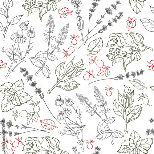 Herbs seamless pattern. Herbal botanical outline sketch.